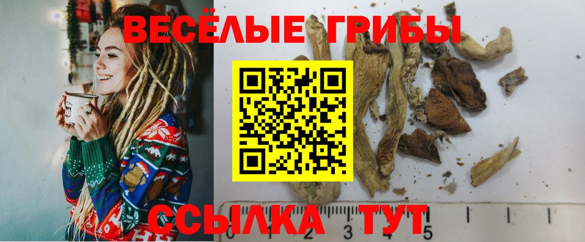 Ефремов  Галлюциногенные грибы Psilocybe  Вход с VPN 